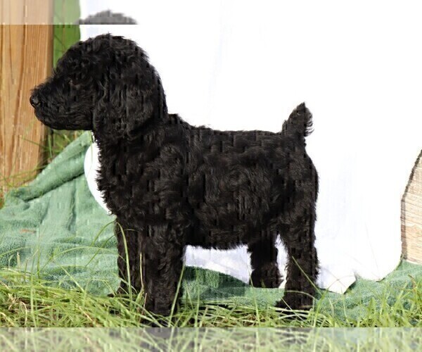 Medium Photo #5 Poodle (Standard) Puppy For Sale in LAKE CITY, FL, USA