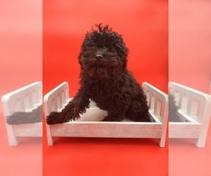 Poodle (Miniature) Puppy for sale in GOSHEN, IN, USA