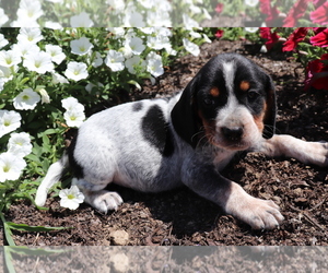 Bluetick Coonhound-English Springer Spaniel Mix Puppy for sale in SHILOH, OH, USA