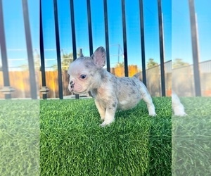 French Bulldog Puppy for sale in LONG BEACH, CA, USA