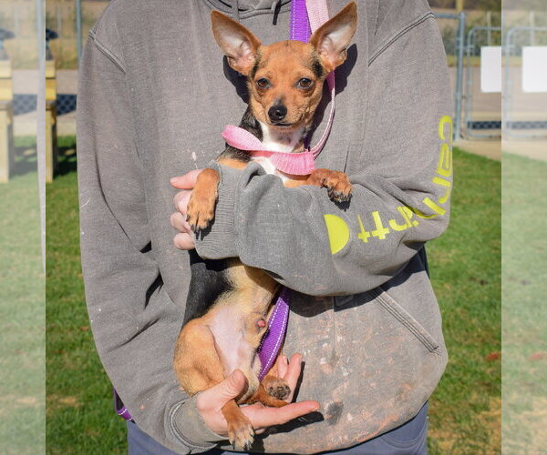 Medium Photo #4 Chipin Puppy For Sale in Huntley, IL, USA