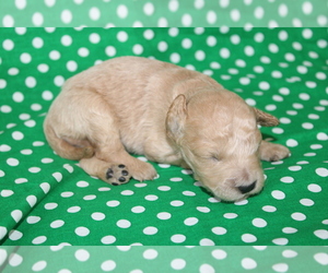 Goldendoodle (Miniature) Puppy for sale in BLMGTN, IN, USA