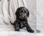 Puppy Cocoa Puff Cockapoo