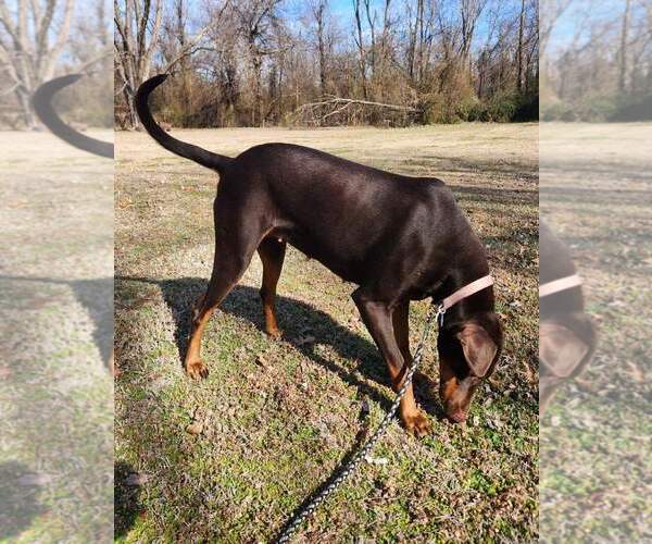 Medium Photo #4 Doberman Pinscher Puppy For Sale in Minneaoplis, MN, USA