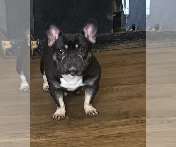 Medium Photo #1 French Bulldog Puppy For Sale in RALEIGH, NC, USA