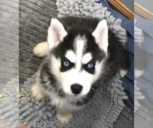 Siberian Husky Puppy for sale in ELKTON, KY, USA
