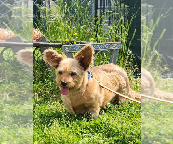 Medium Photo #1 Mutt Puppy For Sale in Evansville, IN, USA
