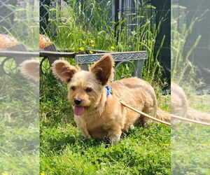 Mutt Dogs for adoption in Evansville, IN, USA
