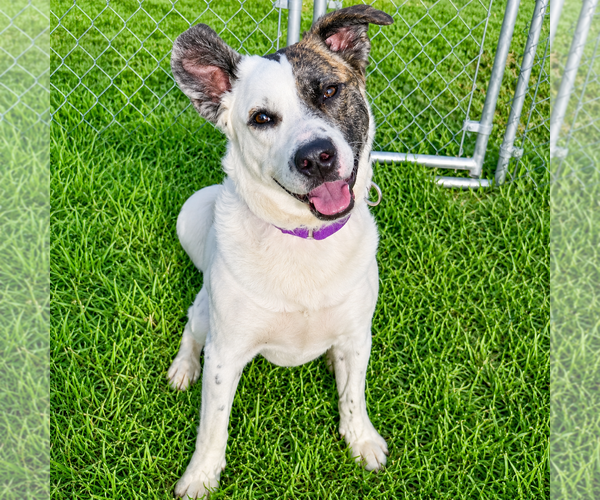 Medium Photo #14 American Staffordshire Terrier-Border Collie Mix Puppy For Sale in Huntley, IL, USA