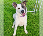 Small #13 American Staffordshire Terrier-Border Collie Mix