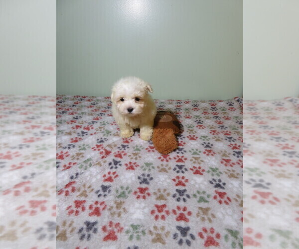 Medium Photo #3 Maltese Puppy For Sale in COOKEVILLE, TN, USA
