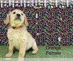 Small Photo #16 Golden Retriever Puppy For Sale in CORONA, CA, USA