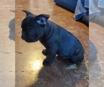 Small Photo #43 French Bulldog Puppy For Sale in MINNEAPOLIS, MN, USA