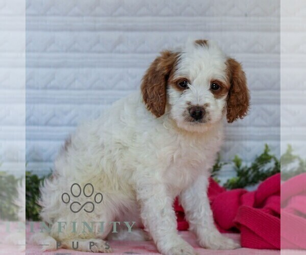 Medium Photo #5 Goldendoodle (Miniature) Puppy For Sale in LITITZ, PA, USA