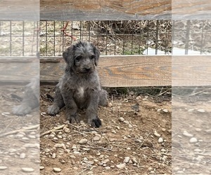 Labradoodle Dogs for adoption in CALDWELL, ID, USA