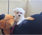 Small Photo #9 Maltese Puppy For Sale in SANTA CLARITA, CA, USA