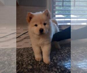 Chow Chow Puppy for sale in NORWALK, CA, USA