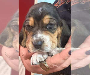 Basset Hound Puppy for sale in ROCKY MOUNT, VA, USA
