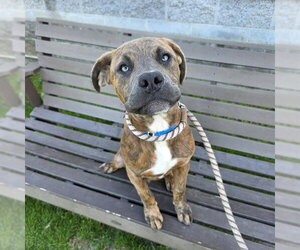 Boxer-Unknown Mix Dogs for adoption in Long Beach, CA, USA