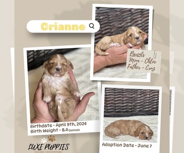 Medium Photo #1 Cavapoo Puppy For Sale in FRISCO, TX, USA