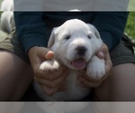 Puppy Clover Anatolian Shepherd-Great Pyrenees Mix