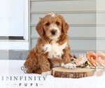 Small #2 Goldendoodle (Miniature)