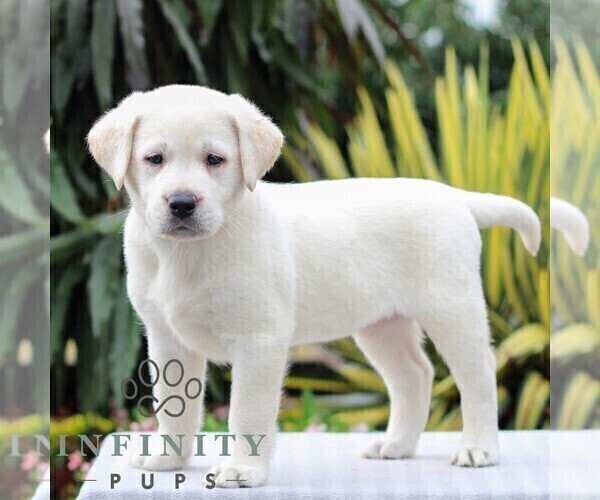 Medium Photo #1 Labrador Retriever Puppy For Sale in GORDONVILLE, PA, USA