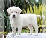Small Labrador Retriever