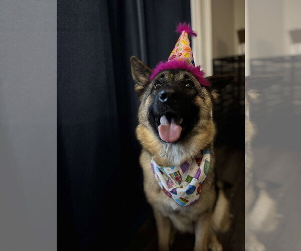 Medium Photo #2 German Shepherd Dog Puppy For Sale in Eustis, FL, USA