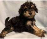 Puppy 3 Poodle (Toy)-Schnauzer (Miniature) Mix