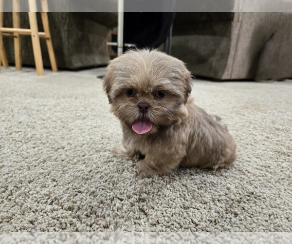 Medium Photo #7 Shih Tzu Puppy For Sale in CARLYLE, IL, USA