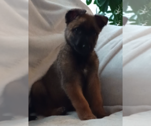 Belgian Malinois Puppy for sale in CHICAGO, IL, USA