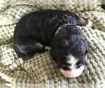 Small Photo #6 Bernedoodle Puppy For Sale in ALBANY, OR, USA