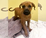 Small #2 Mutt
