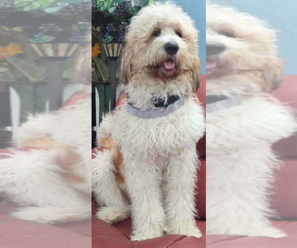 Medium Photo #1 Double Doodle Puppy For Sale in FAIRFIELD, CA, USA