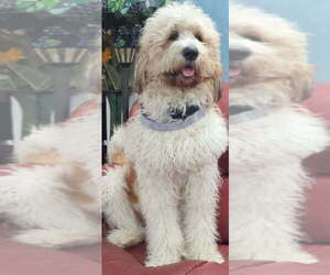 Mother of the Double Doodle puppies born on 12/16/2025