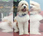 Small Photo #1 Double Doodle Puppy For Sale in FAIRFIELD, CA, USA