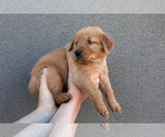 Puppy Light Blue Golden Retriever