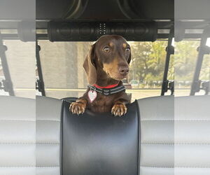 Dachshund Dogs for adoption in Shelbyville, TN, USA