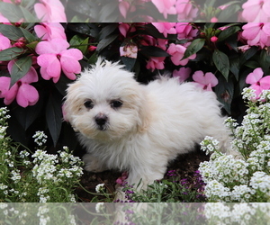 Shih Tzu Puppy for sale in SHILOH, OH, USA