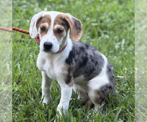 Beagle Dogs for adoption in Yardley, PA, USA