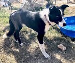 Small Photo #10 Border Collie Puppy For Sale in Laramie, WY, USA