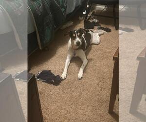 Mutt Dogs for adoption in Chandler, AZ, USA