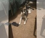 Small Mutt