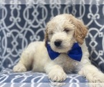 Small Photo #6 Goldendoodle-Poodle (Standard) Mix Puppy For Sale in LAKELAND, FL, USA