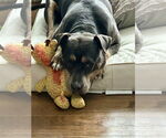 Small #19 American Staffordshire Terrier Mix