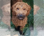 Small Photo #2 Mutt Puppy For Sale in Cuba, NY, USA