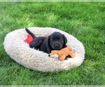 Small #1 Labrador Retriever