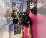 Small German Shepherd Dog