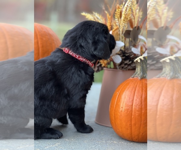 Medium Photo #4 Labrador Retriever Puppy For Sale in NEOLA, WV, USA